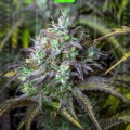 Big bud auto