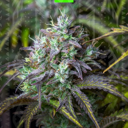 Big bud auto