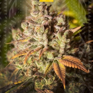Gorilla Glue  od GrowSeed nasiona marihuany