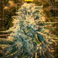 Gorilla Glue 