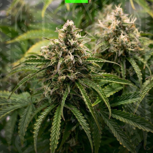LSD auto