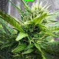LSD auto