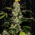 Critical