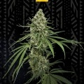 Critical