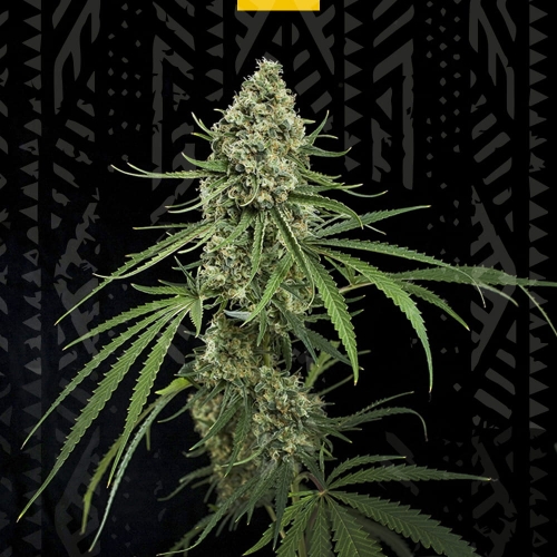 Critical