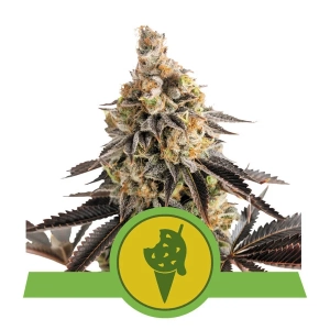 Cookies Gelato Automatic od Royal Queen Seeds nasiona marihuany