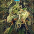 Green Poison F1 Fast Version