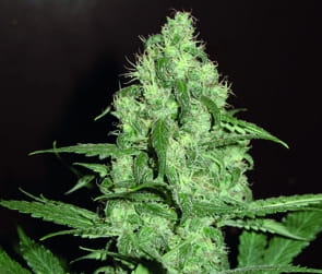 Homegrown Cheese