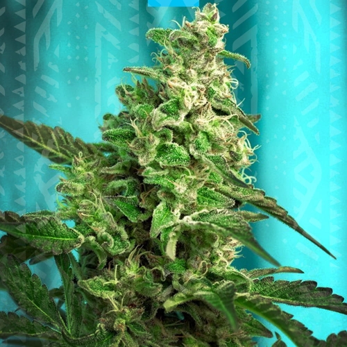 Green Poison F1 Fast Version