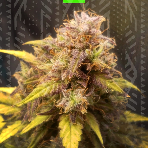 Blueberry auto