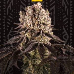 PURPLE PUNCH od GrowSeed nasiona marihuany