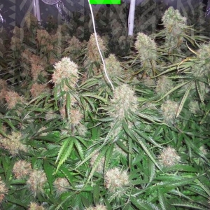 MOBY DICK XXL AUTO od GrowSeed nasiona marihuany