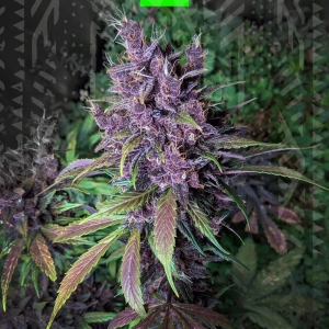 PURPLE LEMONADE AUTO od GrowSeed nasiona marihuany
