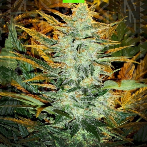 LOWRYDER #2 AUTO 