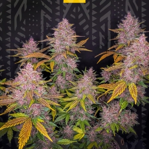 LSD od GrowSeed nasiona marihuany