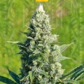 LSD