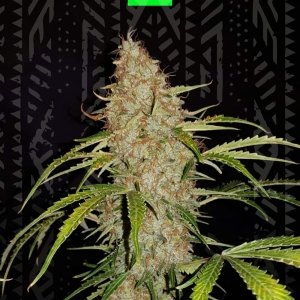 JACK HERER AUTO od GrowSeed nasiona marihuany