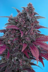 Dark Devil Auto od Sweet Seeds nasiona marihuany