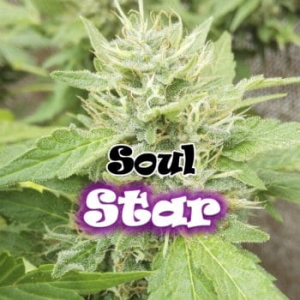 Soul Star od Dr Underground nasiona marihuany