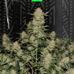 OG KUSH AUTO  od GrowSeed nasiona marihuany