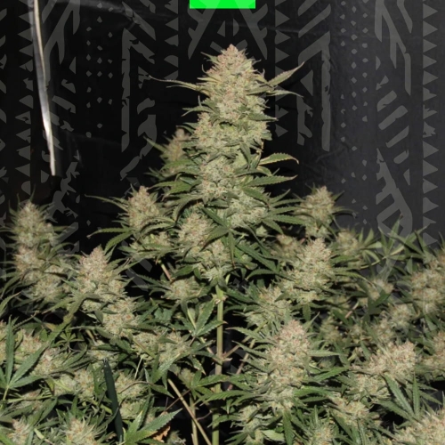OG KUSH AUTO 