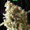 OG KUSH AUTO 
