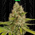 OG KUSH AUTO 