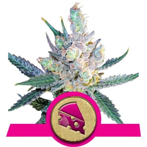 Royal Cheese (Fast Flowering) 