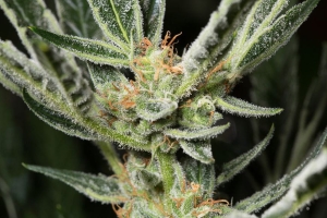 WHITE WIDOW od Silent Seeds nasiona marihuany