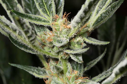 WHITE WIDOW