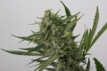 WHITE WIDOW