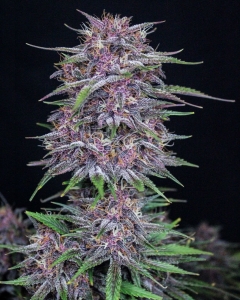 Banana Purple Punch Auto od FastBuds nasiona marihuany