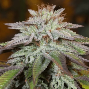 L.A. VANILLA CAKE AUTO od Silent Seeds nasiona marihuany