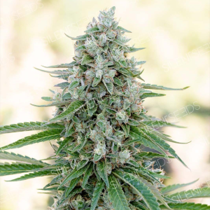 CRITICAL MANGO od Silent Seeds nasiona marihuany