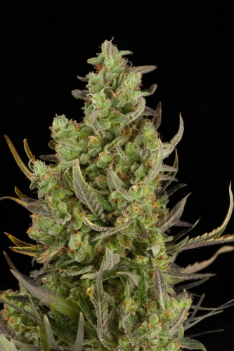 Critical +2.0  Auto