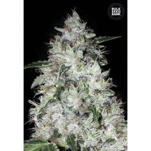 Auto OG Kush od Bulk Seed Bank nasiona marihuany