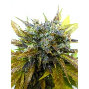 Cobra Auto od Flash Seeds nasiona marihuany