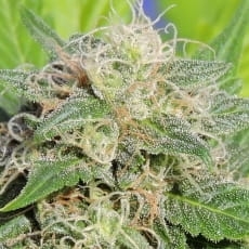 Super Auto Lemon Haze od Original Sensible Seeds nasiona marihuany