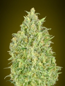 Auto Pineapple Glue od Advanced Seeds nasiona marihuany