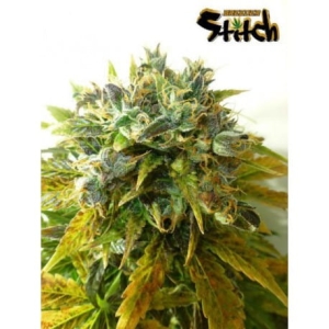 Stardust Auto od Flash Seeds nasiona marihuany