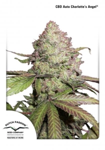 CBD Auto Charlotte's Angel od Dutch Passion nasiona marihuany
