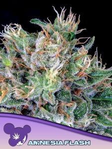 Amnesia Flash od Anesia Seeds nasiona marihuany