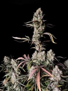 Gorilla Zkittlez Auto od FastBuds nasiona marihuany