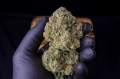 Strawberry Gorilla Auto