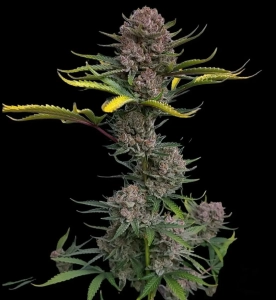 Gorilla Punch Auto od FastBuds nasiona marihuany