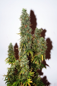 Auto Onyx od Seedsman nasiona marihuany