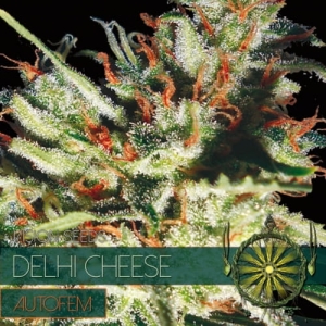Delhi Cheese Auto od Vision Seeds nasiona marihuany