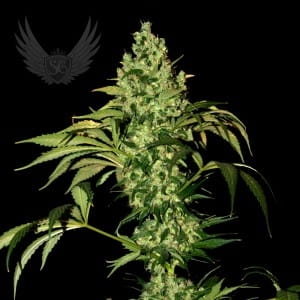 BigMazar Auto od Sensi Genetics nasiona marihuany