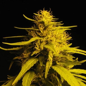 Haze 1 od Nirvana nasiona marihuany
