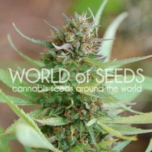 Strawberry Blue od World of Seeds nasiona marihuany